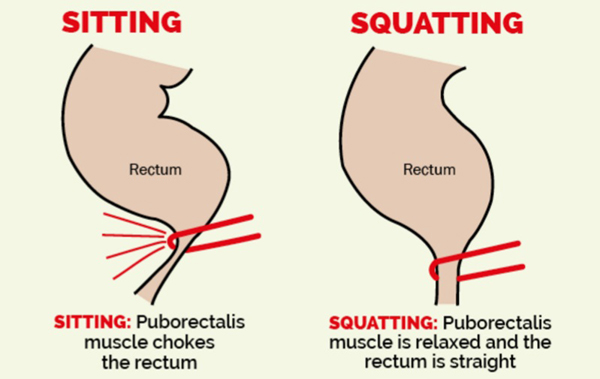 fact27 poo-positions-sitting-vs-squatting